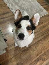 Stella