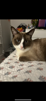 Moonie