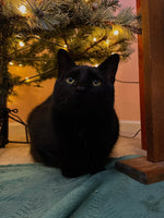 Panther