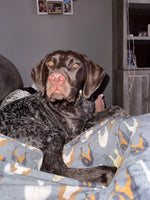 Moose