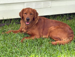 Bailey 