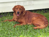 Bailey 