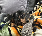 Sprocket