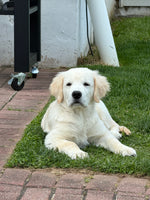 Murphy