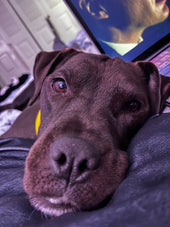 Nyx