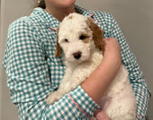 Harper 