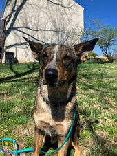 Oscar
