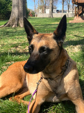 Stella