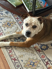 Mojo