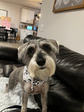 Klaus