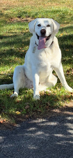 Luca