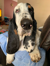Finnegan