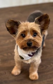 Milo