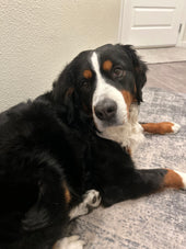Greta 