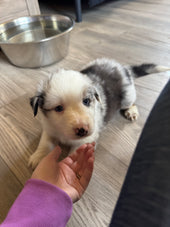 Tucker 
