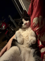 Kitty