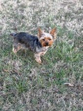 Piper