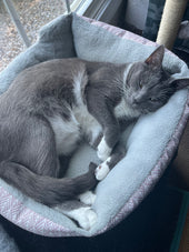 Tom