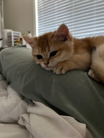 Dorito