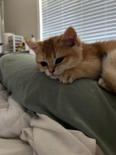 Dorito