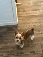 Winston