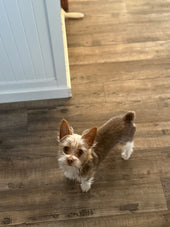 Winston