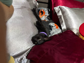 Thackery Binx