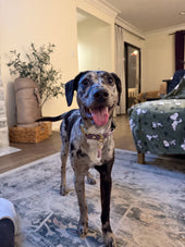 Nora