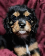 Annie