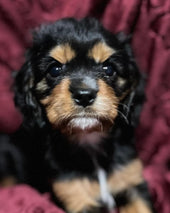 Annie