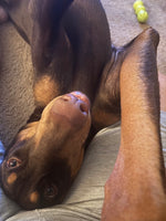 Toby
