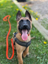Maverick 