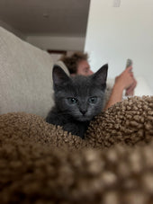 Gimli