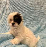 Domino 