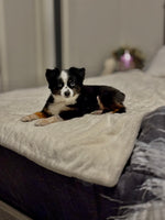 Dixie