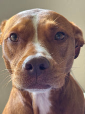 Mocha Bean