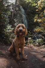 Charles