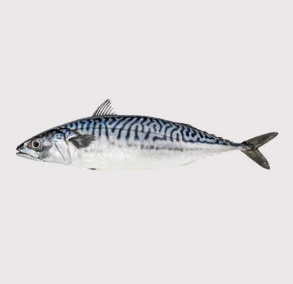 Wild-caught mackerel