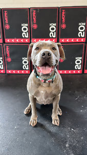 Kora