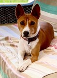 Lokita