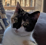 Mitzi