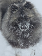 Nimbus
