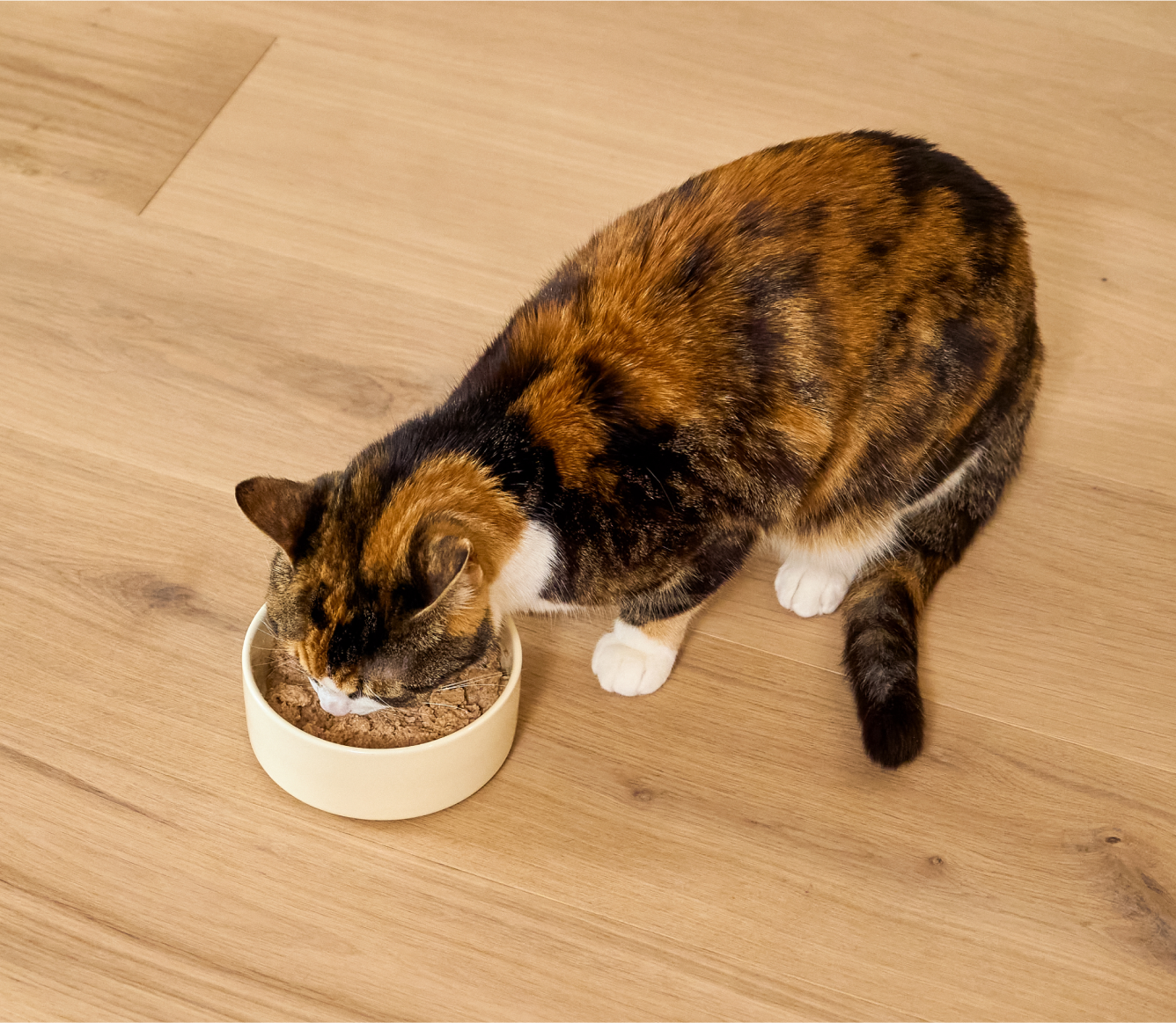 How to Encourage Your Cat to Eat Pate