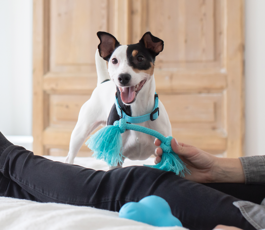Calming Health Supplement Chews for Dogs