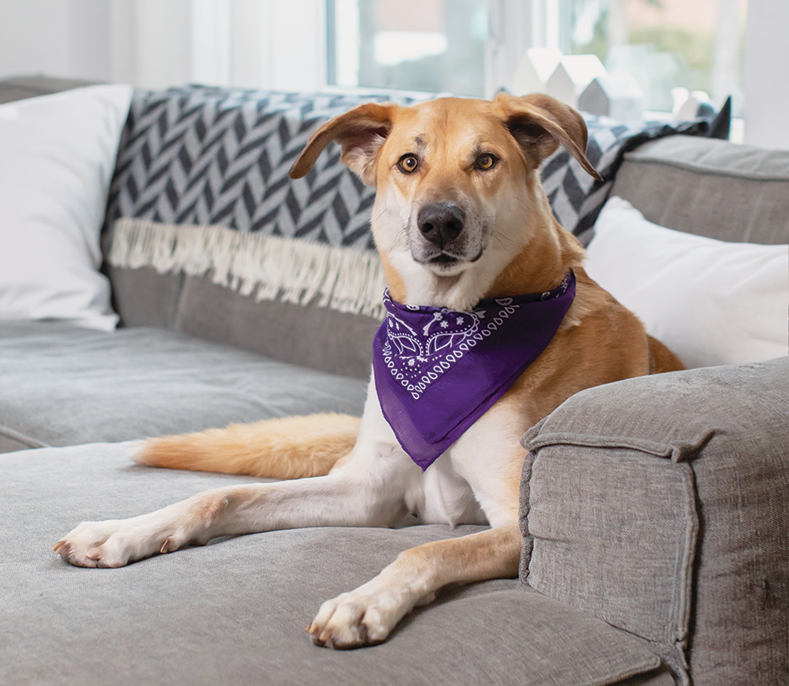 Hip & Joint Health Supplement Chews for Dogs
