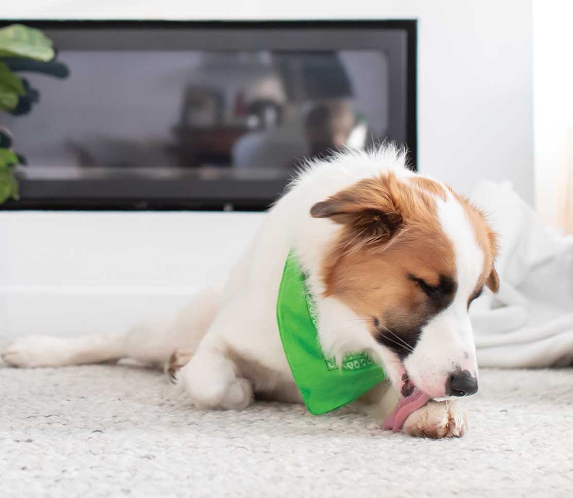 Immune Health Supplement Chews for Dogs
