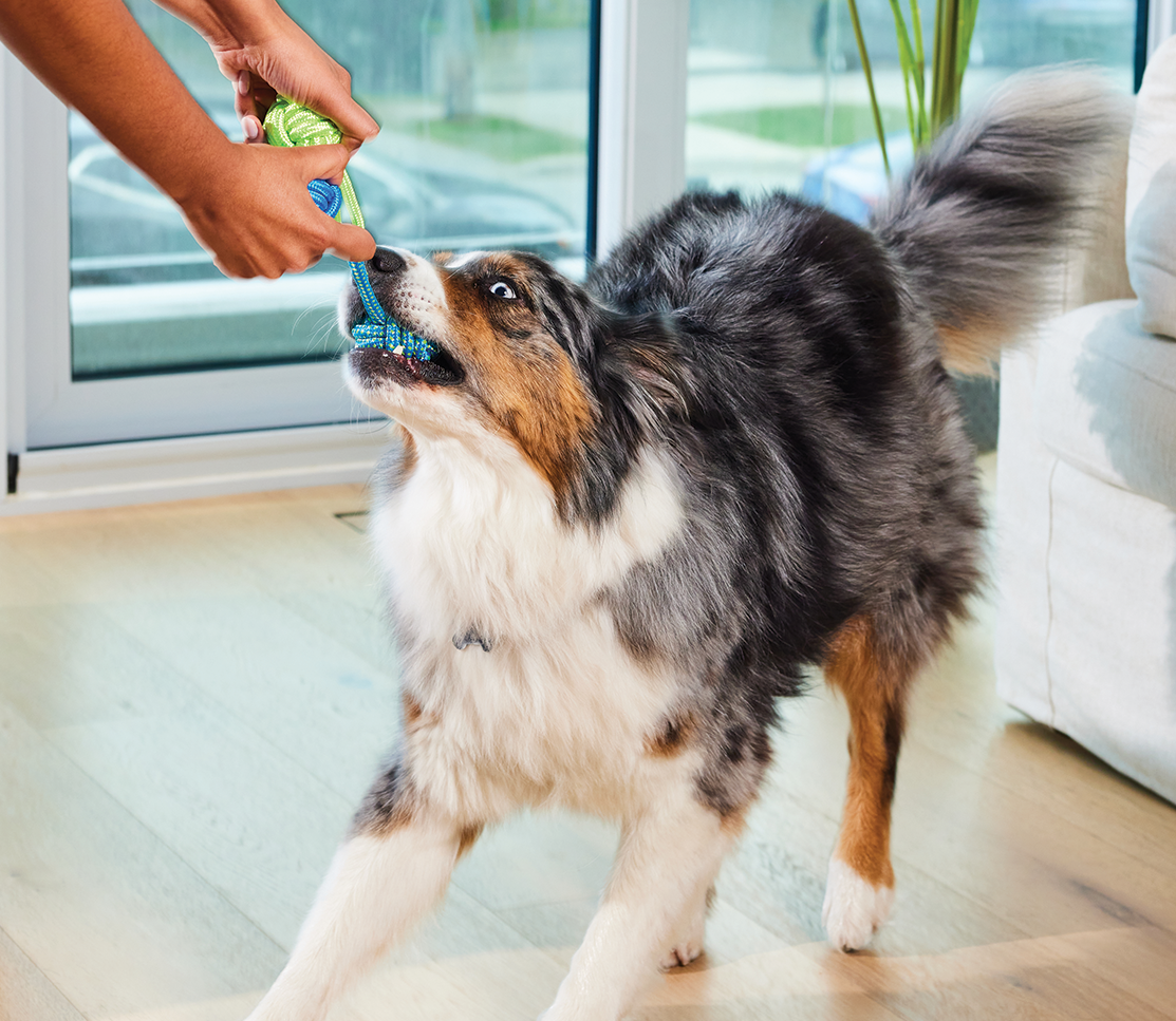 Multi+ Health Supplement Chews for Dogs