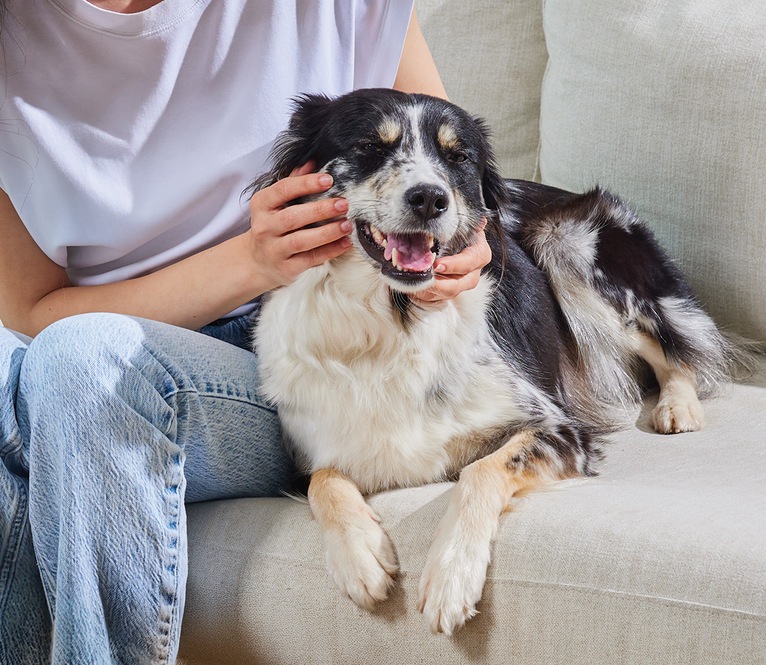 Probiotic Food Supplement Chews for Dogs