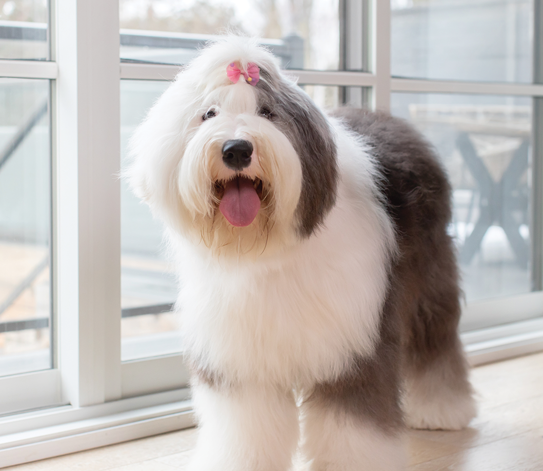 Skin & Coat Food Supplement Chews for Dogs