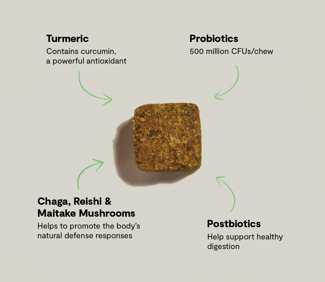 Immune Health Supplement Chews for Dogs